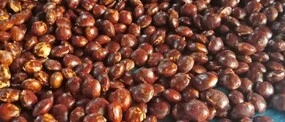 Peluang Usaha Budidaya Jengkol