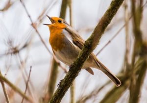 Usaha Jualan Burung Kicau