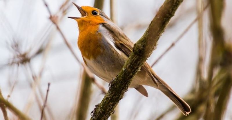 Usaha Jualan Burung Kicau Yang Menguntungkan Ternak