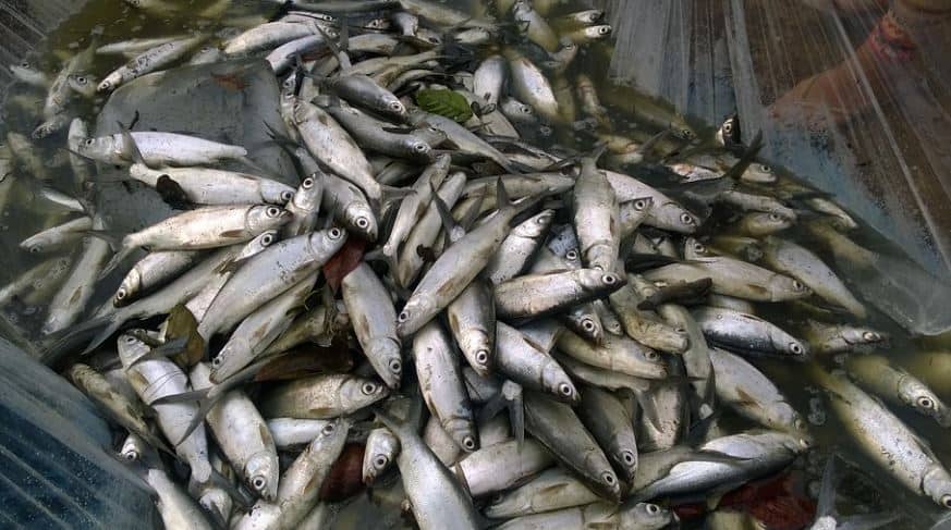 Usaha Budidaya Ikan Bandeng Yang menguntungkan | budidaya