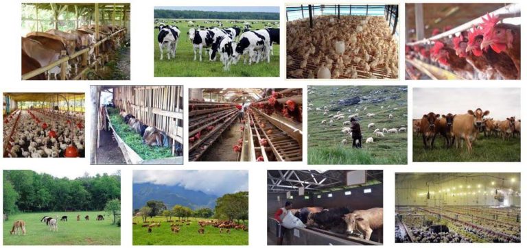 17 Peluang Usaha Ternak Menguntungkan Yang Mudah Dijalankan
