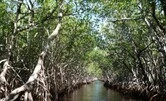 Fungsi Ekologis Hutan Mangrove Sebagai Pelindung Pesisir dan Keanekaragaman Hayati