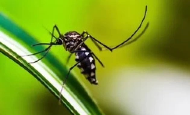 Cara Mencegah DBD (Demam Berdarah Dengue)