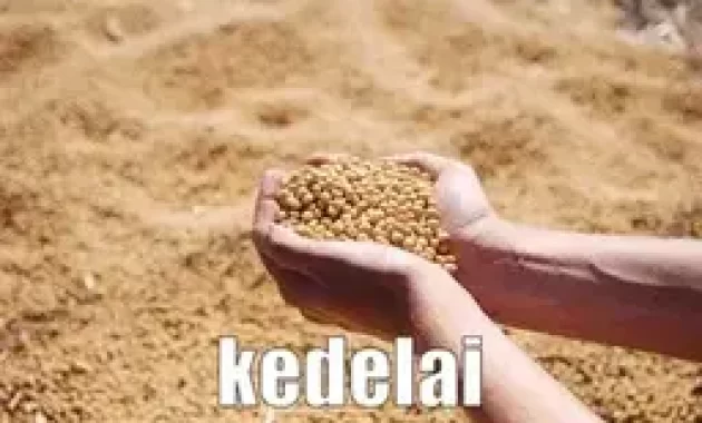 Budidaya Kacang Kedelai Yang Kaya Manfaatnya