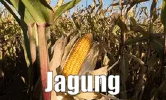 Cara Budidaya Jagung Yang Umum Dilakukan
