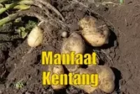 Manfaat Kentang Lebih dari Sekadar Karbohidrat